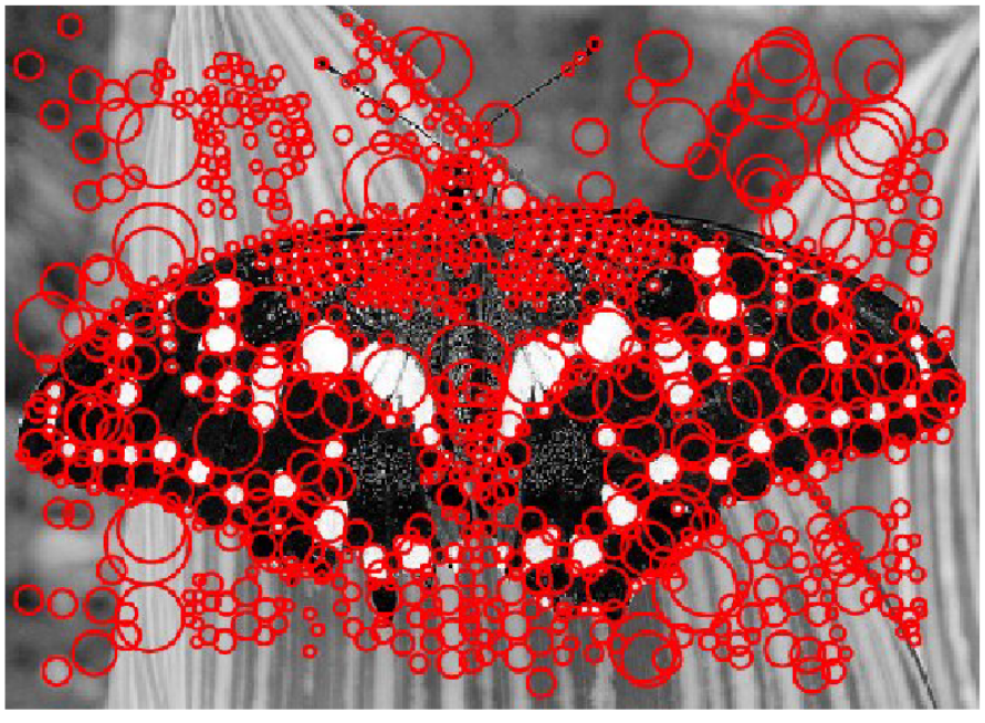 Blob Detection Result